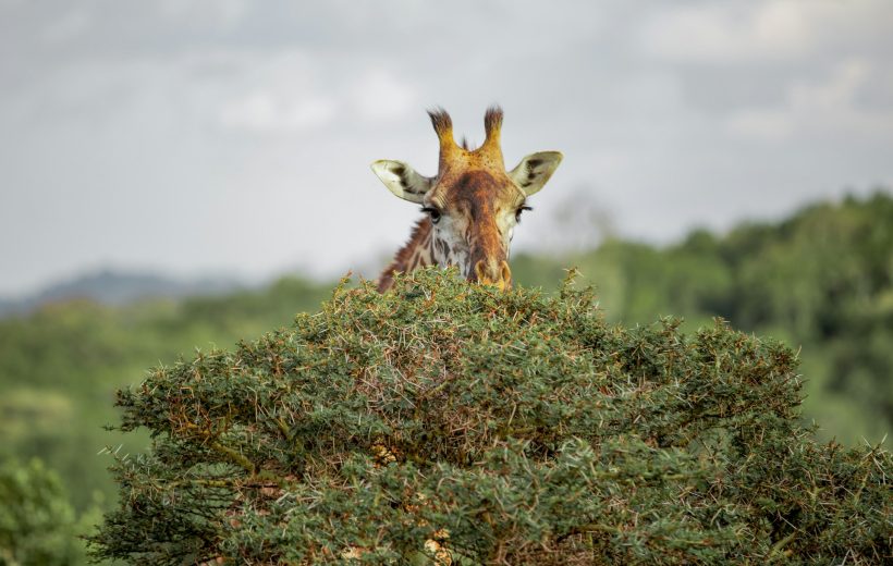 2 Day Exclusive Safari Experience – Arusha National Park & Tarangire