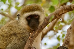 2 Day Exclusive Safari Experience – Tarangire & Ngorongoro Crater