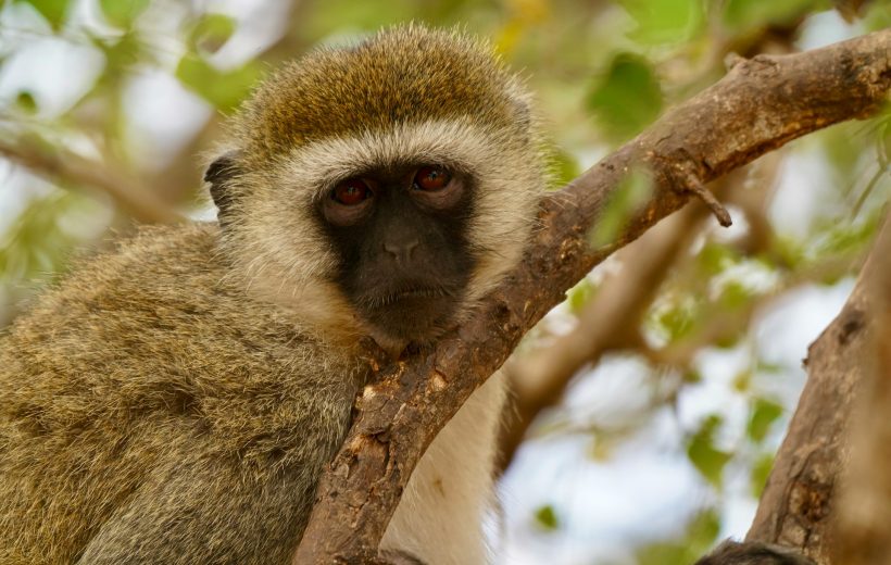 2 Day Exclusive Safari Experience – Tarangire & Ngorongoro Crater