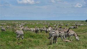 3 Day Luxury Tanzania Safari – Arusha, Tarangire & Ngorongoro Crater Experience